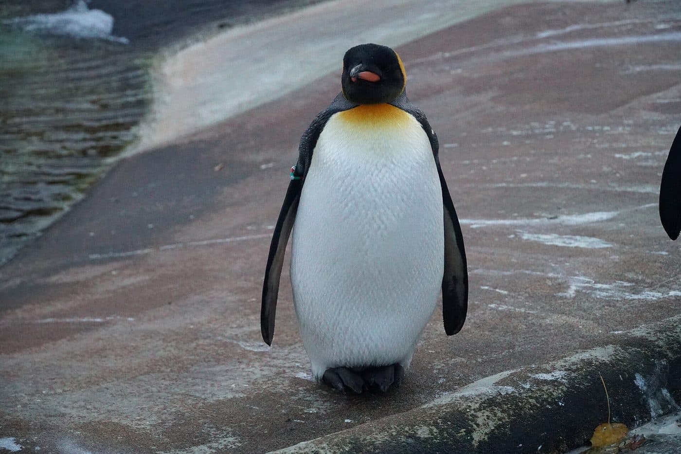 A king penguin standing on rocks at Edinburgh Zoo, with its orange neck markings clearly visible