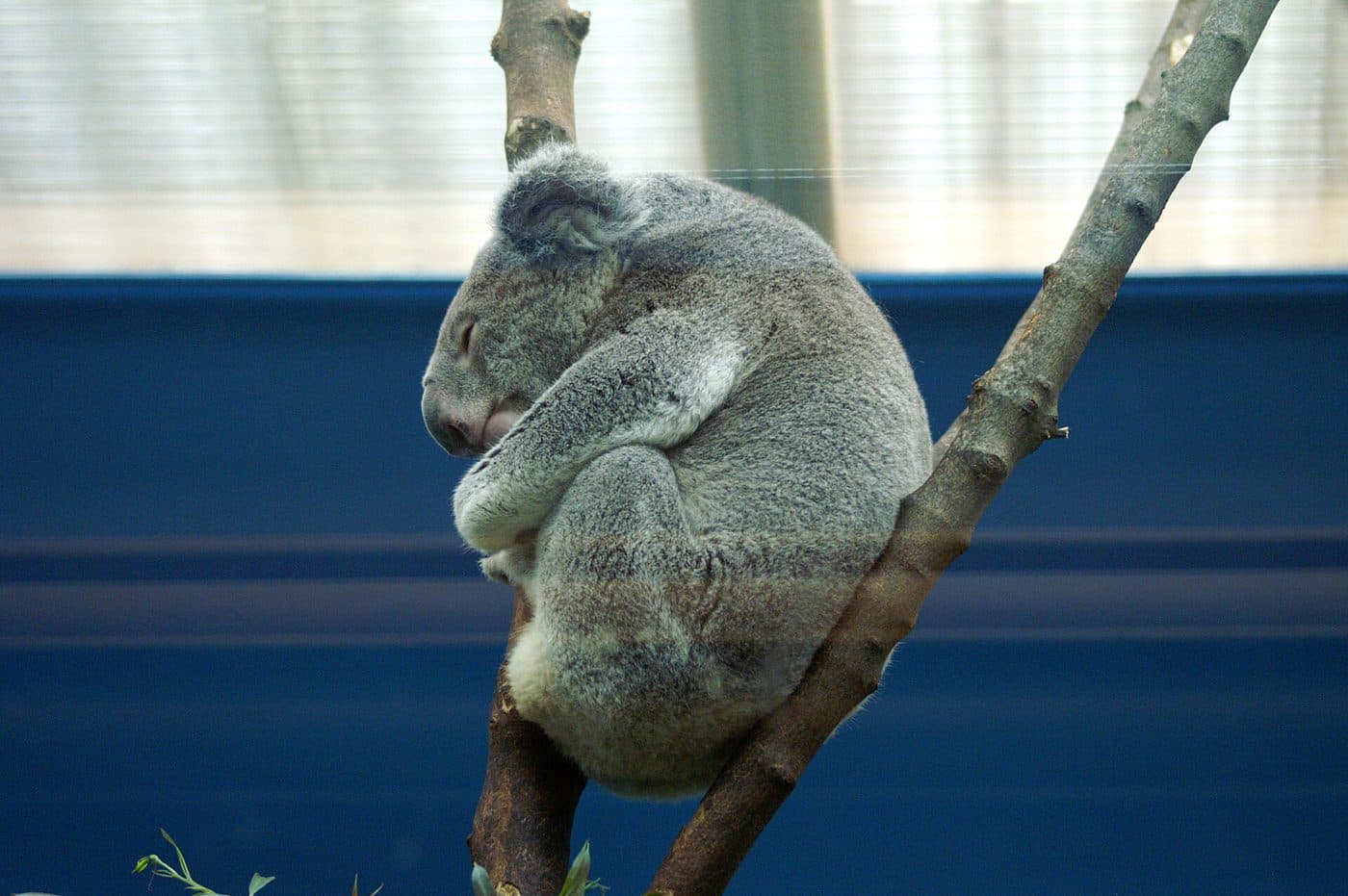A koala gripping a eucalyptus branch at Edinburgh Zoo